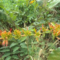 Combretum paniculatum Vent.